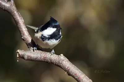 Московка (Periparus ater). Фотогалерея птиц. Фотографии птиц России,  Беларуси, Украины, Казахстана, Таджикистана, Азербайджана.