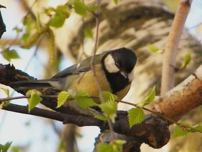 Московка (Parus ater). Птицы Европейской России.