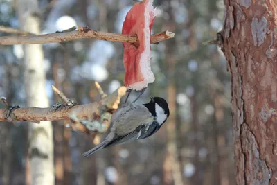 Московка (Parus ater). Птицы Сибири.