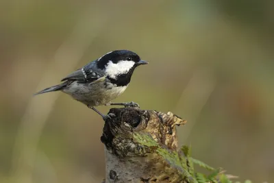 Московка (Parus ater). Птицы Дальнего Востока России.