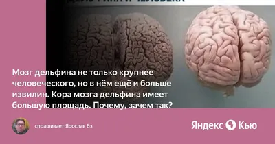 Не в интеллекте дело. Ученые обнаружили неожиданное предназначение мозга -  РИА Новости, 19.05.2021