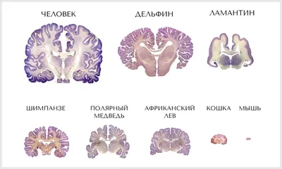 Мозг акулы по сравнению с мозгом дельфина | Пикабу