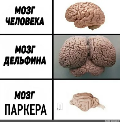 Мозг дельфина фото фото