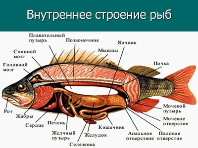 Мозг acanthonus armatus