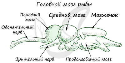 Типы мозга позвоночных | ВКонтакте