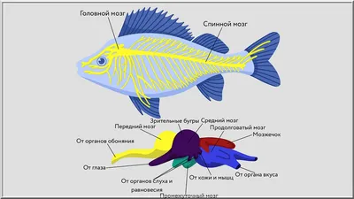 Эволюция головного мозга позвоночных животных | ВКонтакте