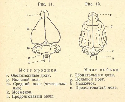 Насколько умны рыбы? - Статьи о рыбалке