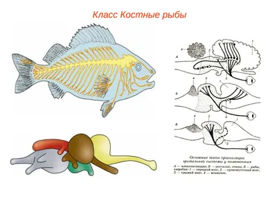 Насколько рыбы подвержены болевым ощущениям? | Пикабу