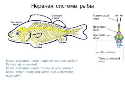 Ученые Мичиганского университета исследовали окаменелый мозг рыбы  принадлежащей к группе, называемой лучеперыми рыбами. | Удивительное рядом.  Ингины хобби | Дзен