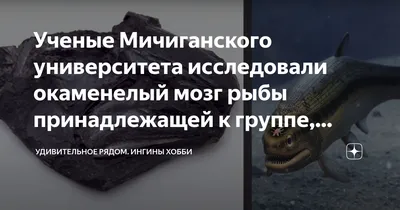 Глубина изменяет мозг рыб за несколько поколений - KP.RU