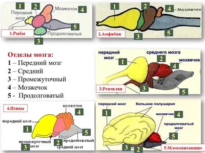 Мозг Рыбы Рисунок (57 Фото)