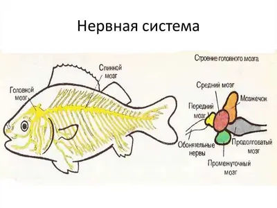 Оранда: «Злобный Мега-мозг». Что вытворила селекция с обычным карасём? |  Пикабу