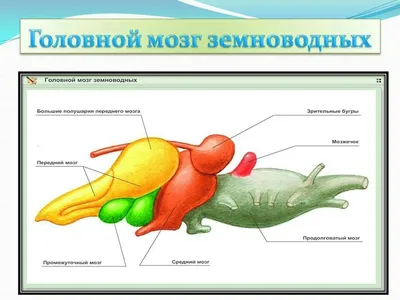 Могут ли рыбы чувствовать боль? Новое исследование говорит, что это вполне  возможно — и вот почему это важно