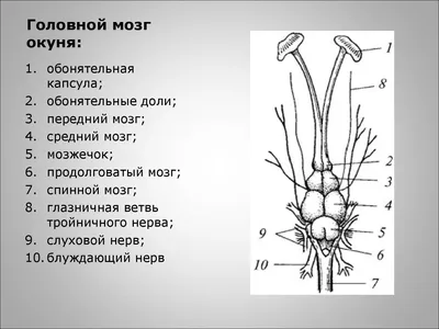 Мозг рыбы - YouTube