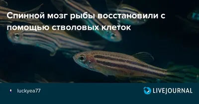 Идеи для срисовки мозг рыбы (90 фото) » идеи рисунков для срисовки и  картинки в стиле арт - АРТ.КАРТИНКОФ.КЛАБ