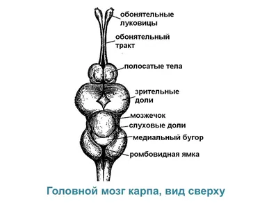 У рыбы-луны очень маленький мозг, …» — создано в Шедевруме