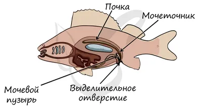 Могут ли рыбы распознавать человеческие лица