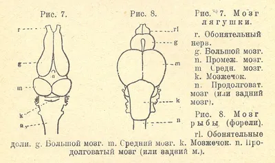 Диаграмма: Головной мозг костной рыбы | Quizlet