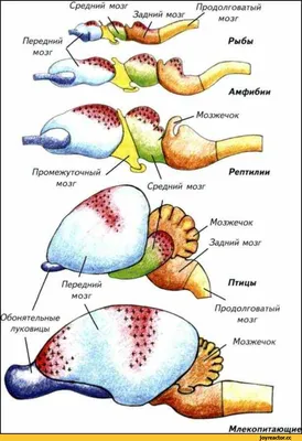 анатомия структуры мозга птиц и рыбное сравнение мозга рыбы и птицы  Иллюстрация вектора - иллюстрации насчитывающей образование, микстура:  243020396