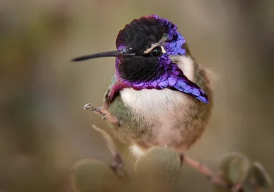 Самая маленькая птица в мире - 73 фото