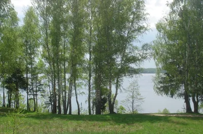 Россия, Московская область, Можайский район, Можайское водохранилище -  «Отдых выходного дня - хочешь дикий, хочешь цивилизованный - обзорка» |  отзывы