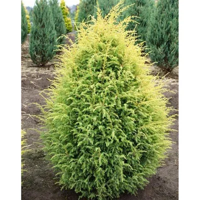 Можжевельник обыкновенный Голд Кон 3 года / Juniperus communis Gold Cone  (ID#1378607576), цена: 130 ₴, купить на Prom.ua