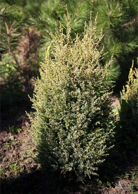 Купить Можжевельник обыкновенный Gold Cone в Киеве. Саженцы Juniperus  communis Голд Кон в контейнерах