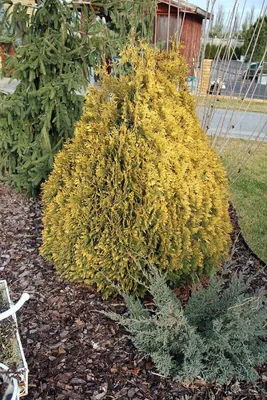 Можжевельник обыкновенный Голд Кон (Juniperus communis Gold Cone) (120-140  см) | \"Кедр\" Питомник растений в СПб