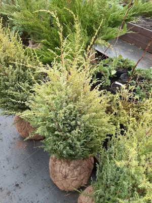 Juniperus communis 'Extra Gold Cone', Можжевельник обыкновенный 'Экстра Голд  Кон'