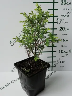 Можжевельник обыкновенный Голд Кон (Juniperus communis Gold Cone) 30см  (ID#1834340249), цена: 110 ₴, купить на Prom.ua