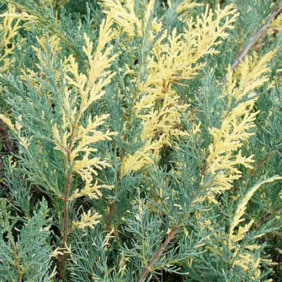Juniperus communis 'Gold Cone', Можжевельник обыкновенный 'Голд Кон '|landshaft.info