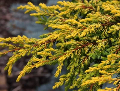 Можжевельник обыкновенный Голд кон. Краткий обзор, описание juniperus  communis Gold Cone - YouTube