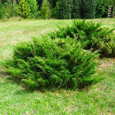 Можжевельник Казацкий (Juniperus sabina): цены, купить в Москве