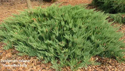 Можжевельник казацкий (Juniperus sabina) | Строим Сад