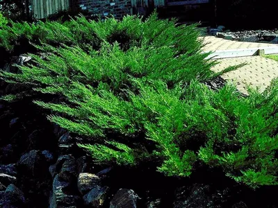Можжевельник казацкий / Juniperus sabina