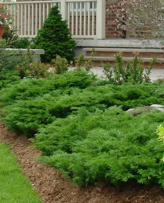 Купить Можжевельник казацкий Тамарискфолия Juniperus sabina Tamariscifolia  - в питомнике Флорини