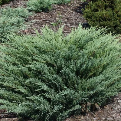 Можжевельник казацкий Мас (Juniperus sabina Mas) / Садовый центр Селятино