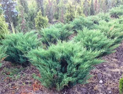 Можжевельник казацкий `Калгари Карпет`, Juniperus sabina `Calagary Carpet`  (`Monna`) | СадПарад