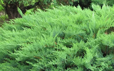 Можжевельник казацкий Аркадия (Juniperus sabina Arcadia) / Садовый центр  Селятино