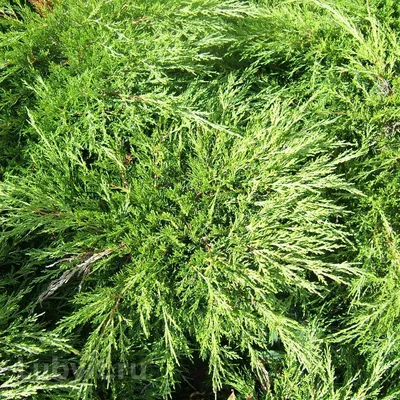 Можжевельник казацкий Mas (Juniperus sabina) — Азовский лесопитомник