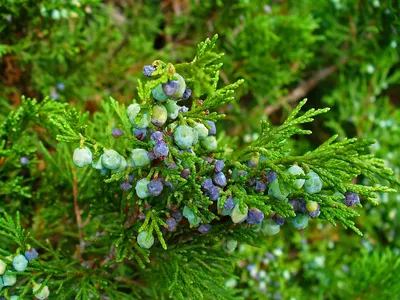 Можжевельник казацкий (Juniperus sabina), С5 - купить в Минске, цены