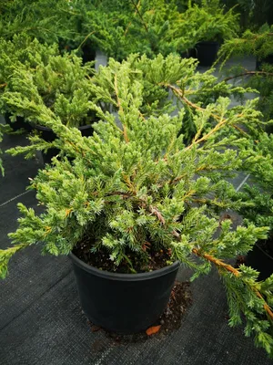 Можжевельник казацкий 'Tamariscifolia' - купить в питомнике растений НАТАЛИС