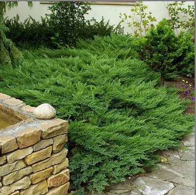 Можжевельник казацкий Juniperus sabina Mas, высота 40-50 см., цена 1350 руб.