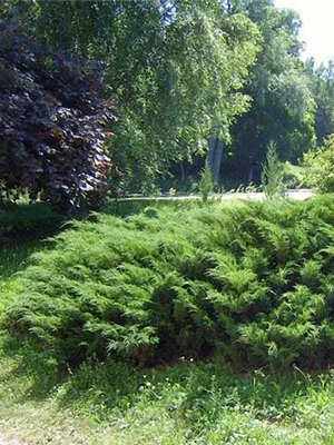 Можжевельник казацкий (Juniperus sabina)