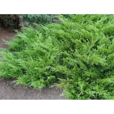 Можжевельник казацкий (Juniperus sabina) “Glauca” | Margaritka