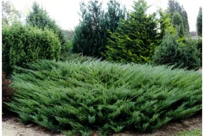 Можжевельник казацкий Tamariscifolia (Juniperus sabina Tamariscifolia) —  Азовский лесопитомник