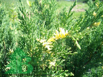 Можжевельник казацкий 'Tamariscifolia' | Купить саженцы по цене от 2100 с  доставкой в питомнике Алексеевская Дубрава