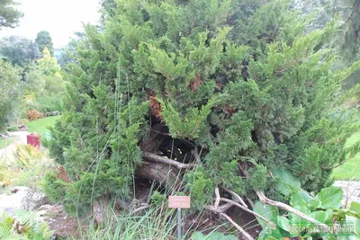 Можжевельник казацкий Мас Juniperus Sabina Mas - купить в Киеве и области,  справедливая цена - Green Garth (Грин Гарт)
