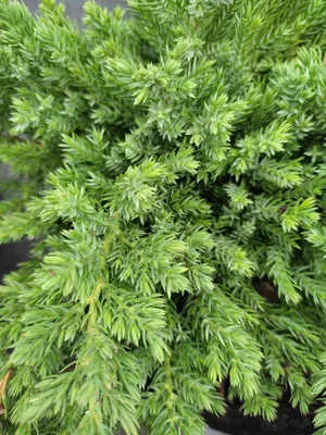 Можжевельник лежачий (Juniperus procumbens Nana)