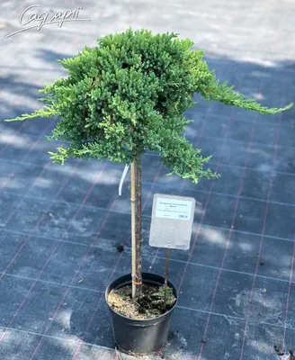 Можжевельник лежачий Нана Juniperus procumbens Nana 10л (ЗК) — цена в LETTO